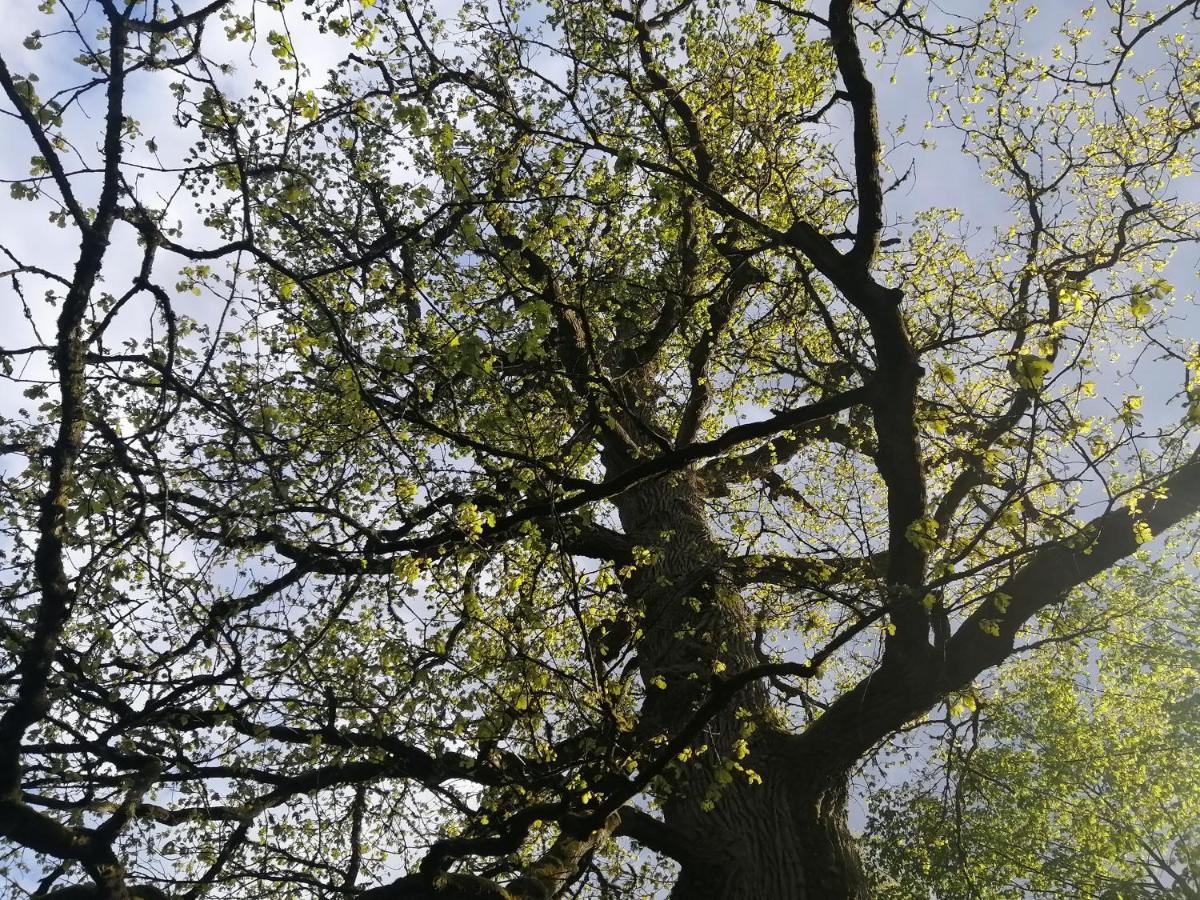 Ostoja Appartement Białowieża Buitenkant foto
